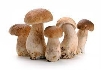 Загальна характеристика грибів | Тест з біології – «На Урок»
